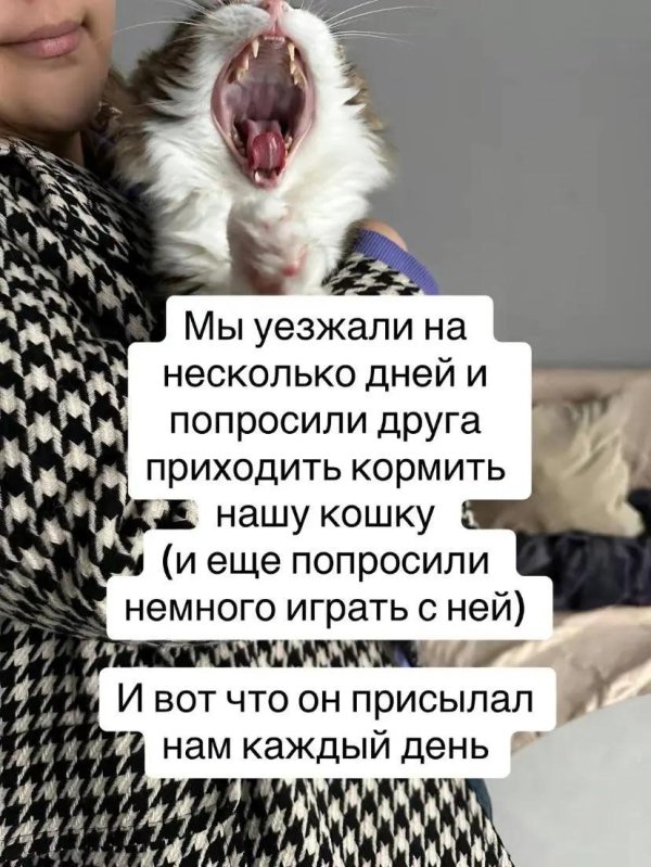 Девушка и кошка