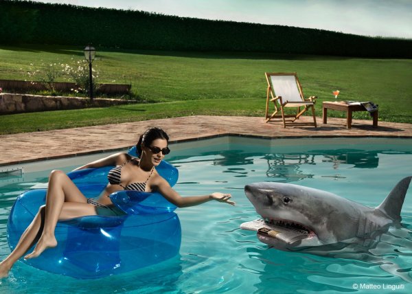 акула акула