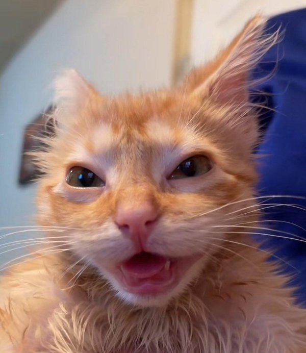 cмешные животные