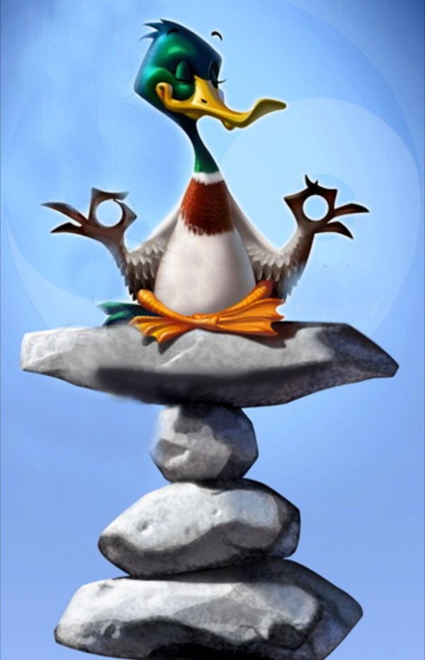 медитирующая утка