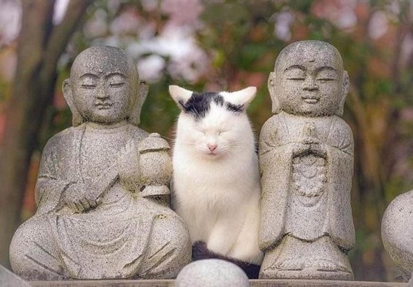 кот буддист