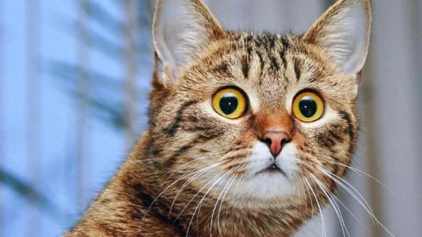удивленная кошка