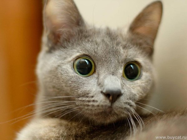 русская голубая