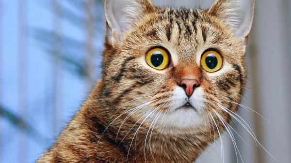 удивленная кошка