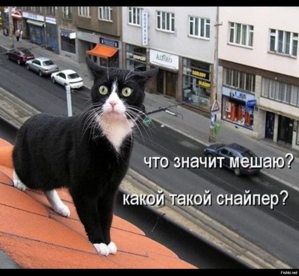 коты смешные на крыше