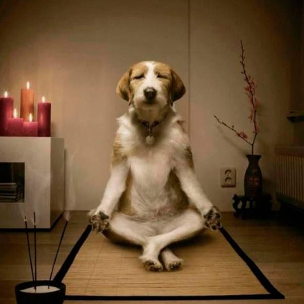 собака йога