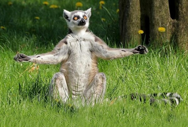 збазибо лемур