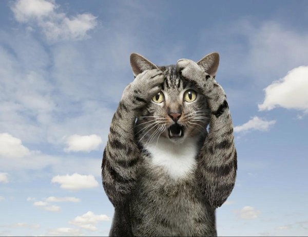 удивленная кошка