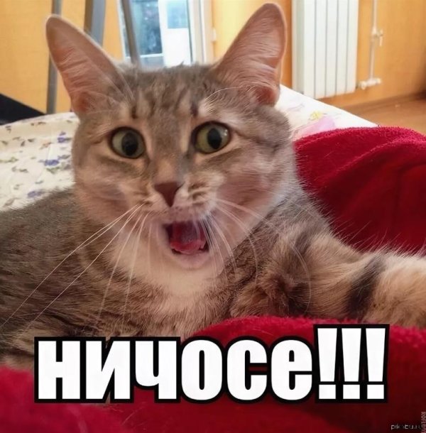 про котиков