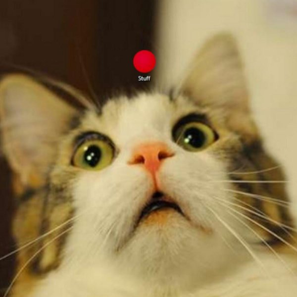 шокированный кот