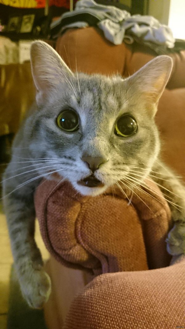 прикольные коты