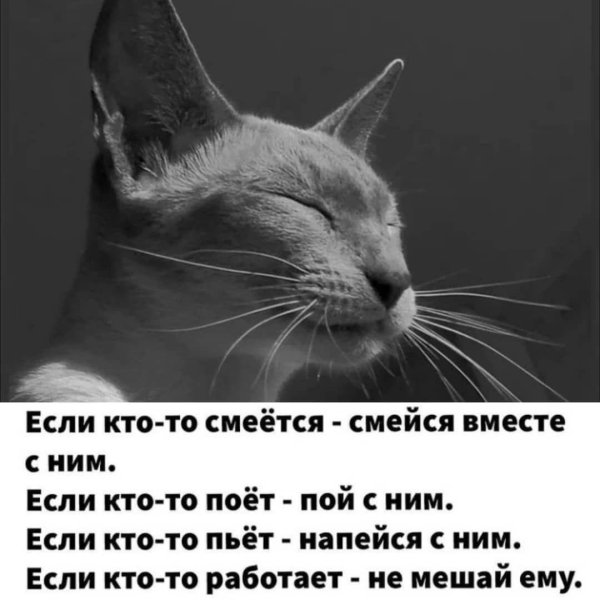 коты кошки