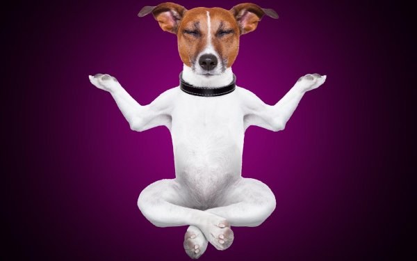 джек рассел