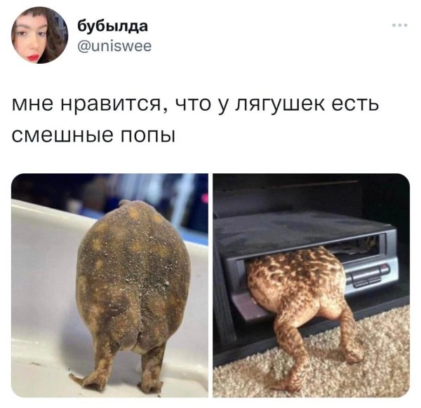 жопка жабы