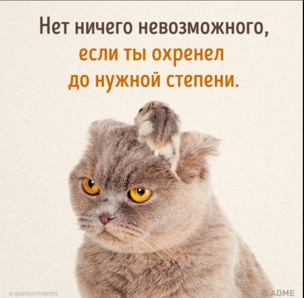 веселые высказывания