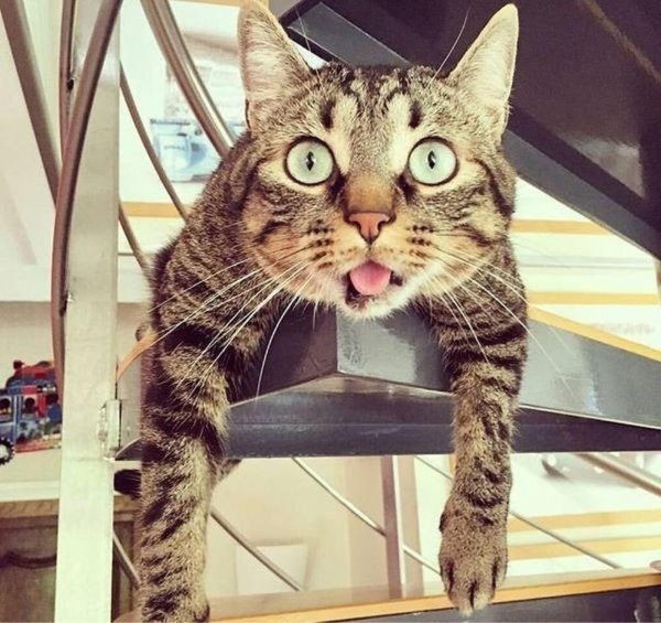 удивленные коты