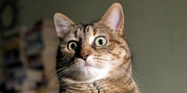 удивленные коты