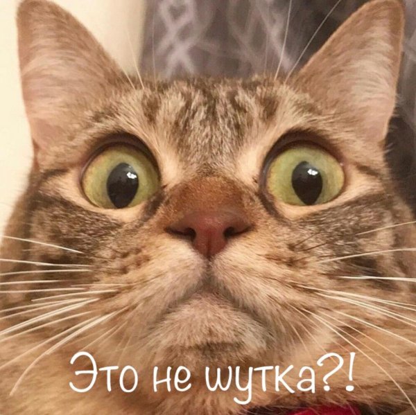 удивленные коты