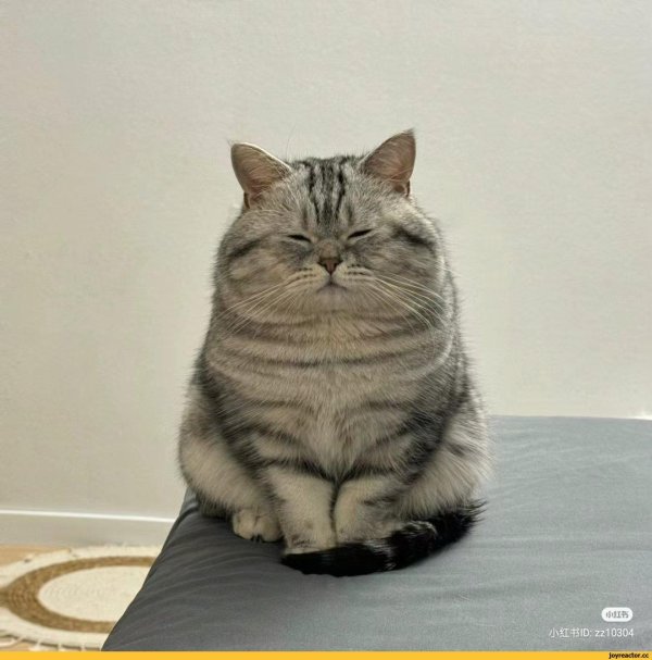 котики милые