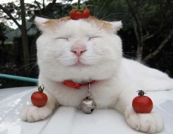 японские коты