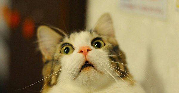 удивленные коты