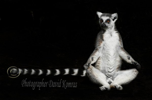 лемур збагойствие