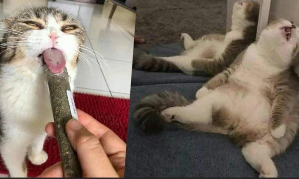 смешные позы котов