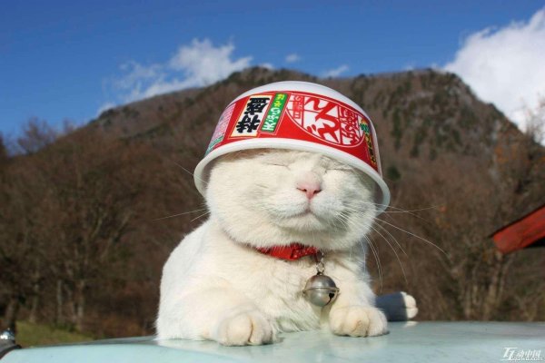 котики в китае