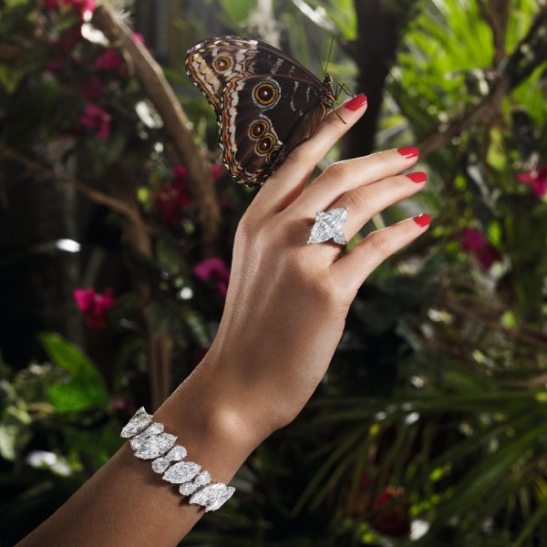 бабочка морфо киприда