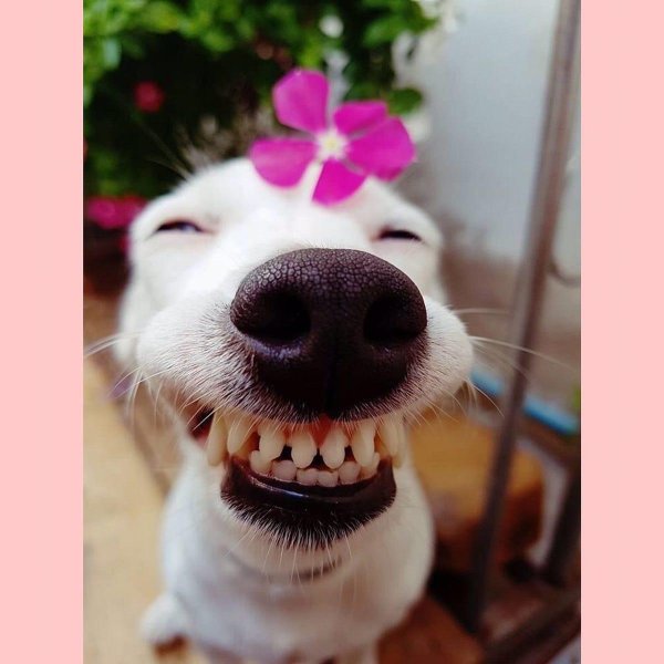 улыбается собака