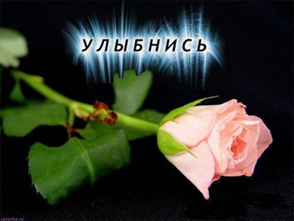 короткие розы