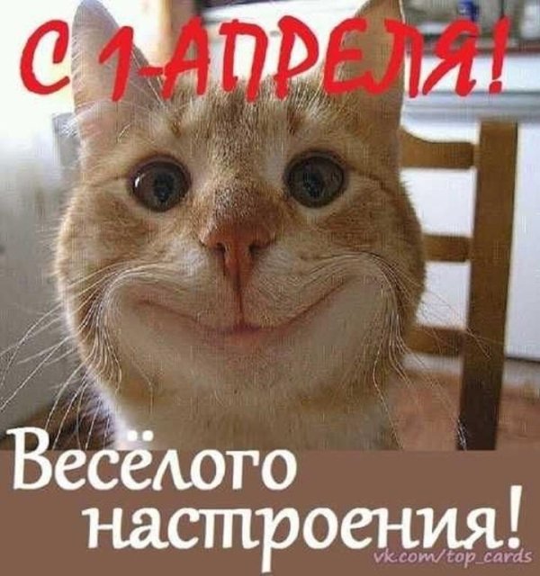 котик веселый