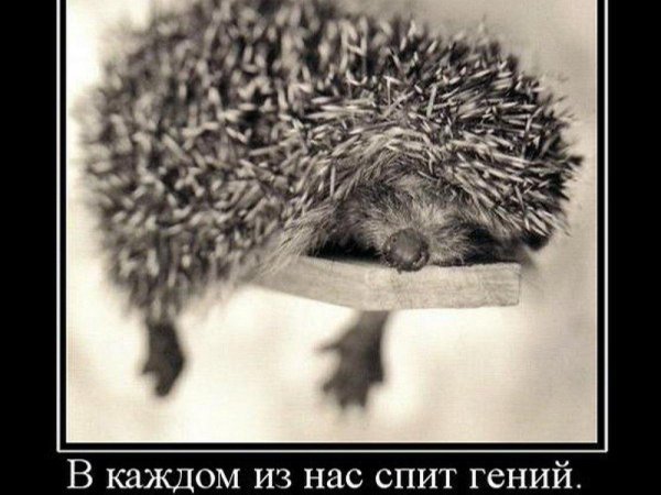 ежик демотиватор