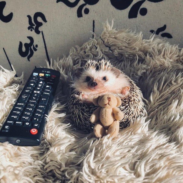 забавные ежики