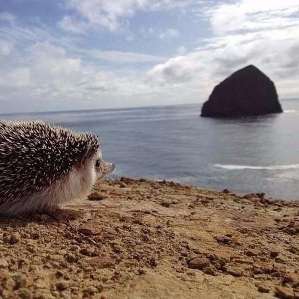 крымский еж