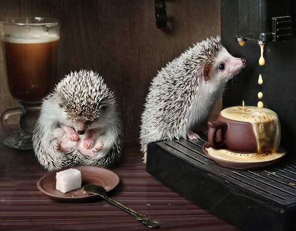 eremina elena ежики