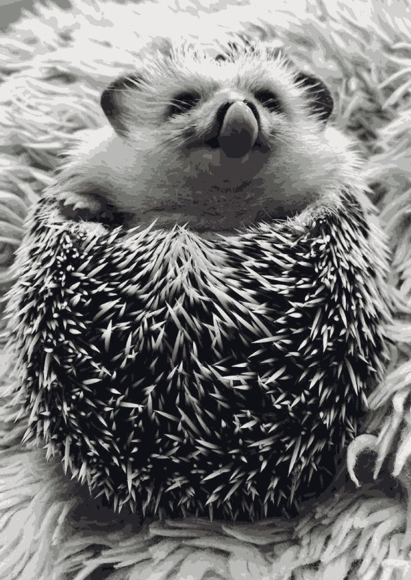 блинский ёж