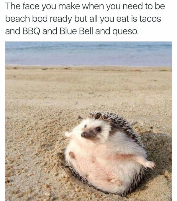 ежики милые