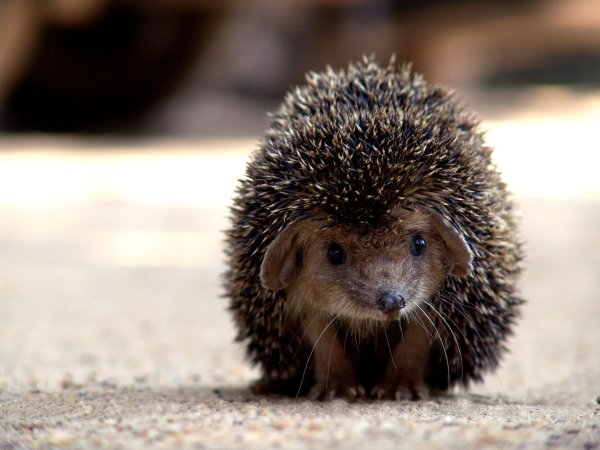 ежовые насекомоядные