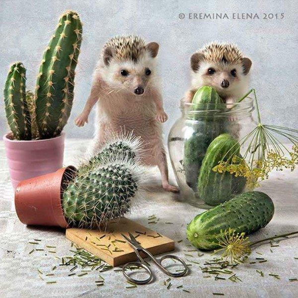 еремина елена тайная жизнь ежиков