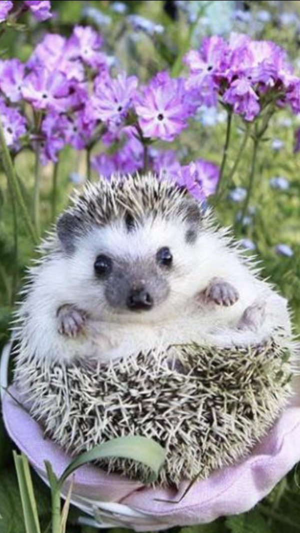 милые ежики