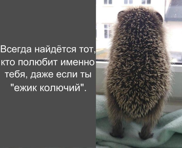ежики смешные