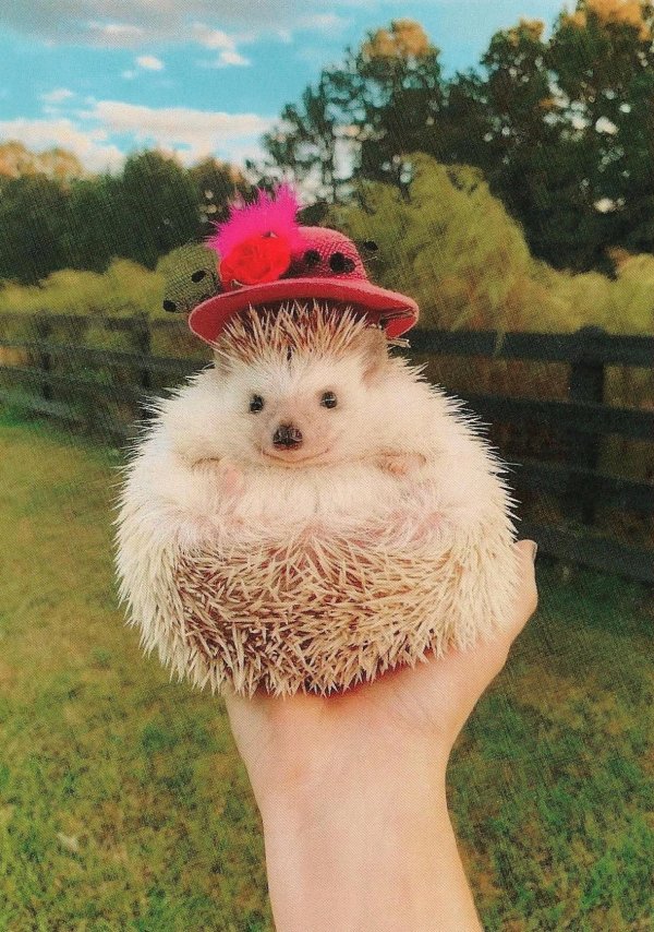 голобрюхий ёж