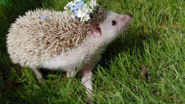 милые ёжики