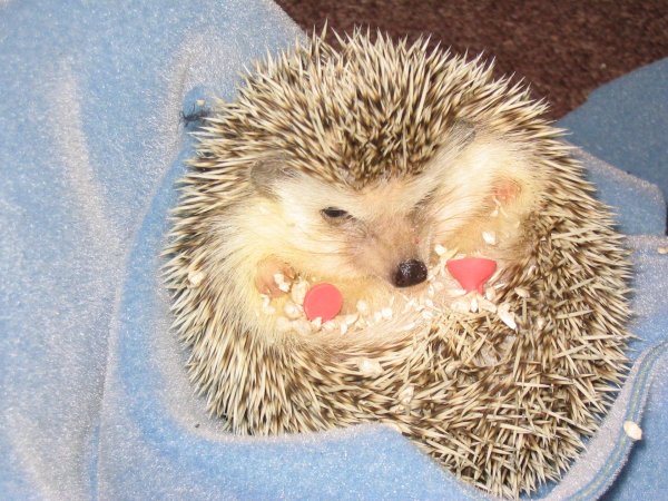 ежики смешные