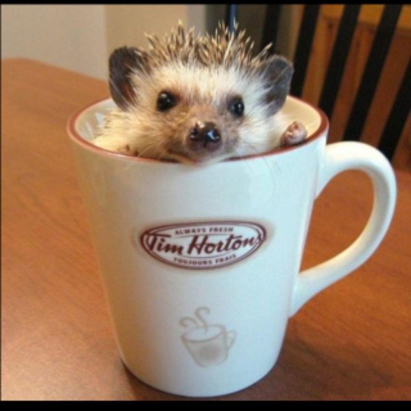 доброе утро ёжики смешные