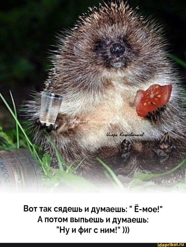 день пьяного ежика