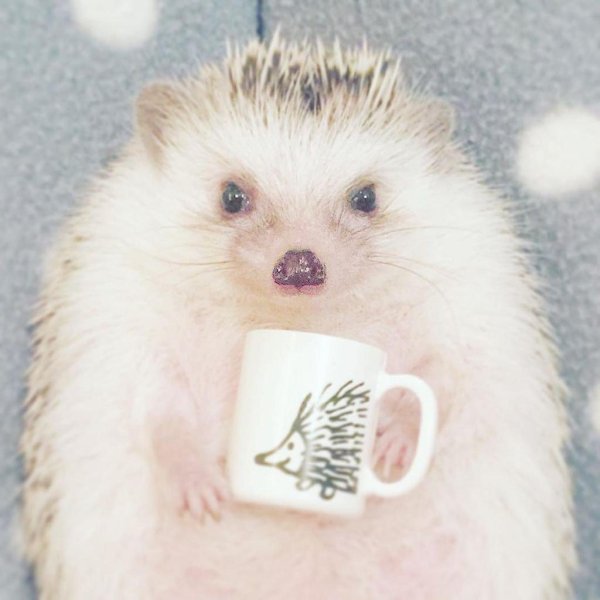 забавные ежики