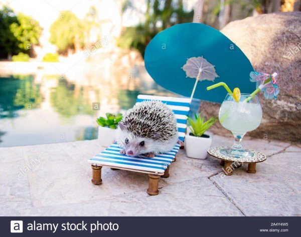 необычные ежики