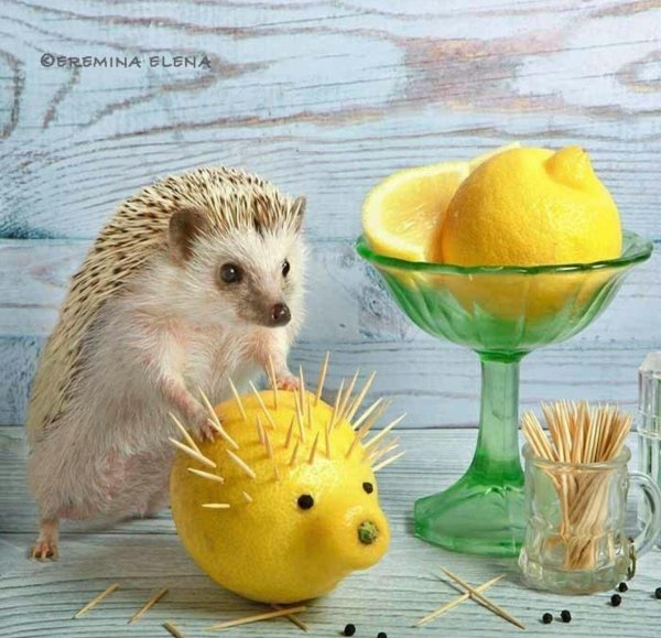 ёжики елены ерёминой